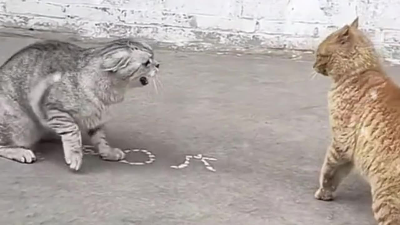Cute and funny cat video.