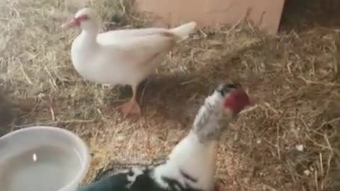 Amanda Grace Talks...March 13 , 2018 Noreaster from the rescue Pen! 2 moscovys and a Chick Episode 5