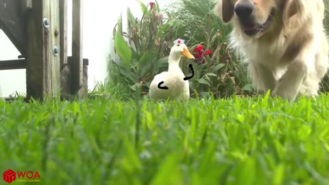 Funny Duck and Dog video