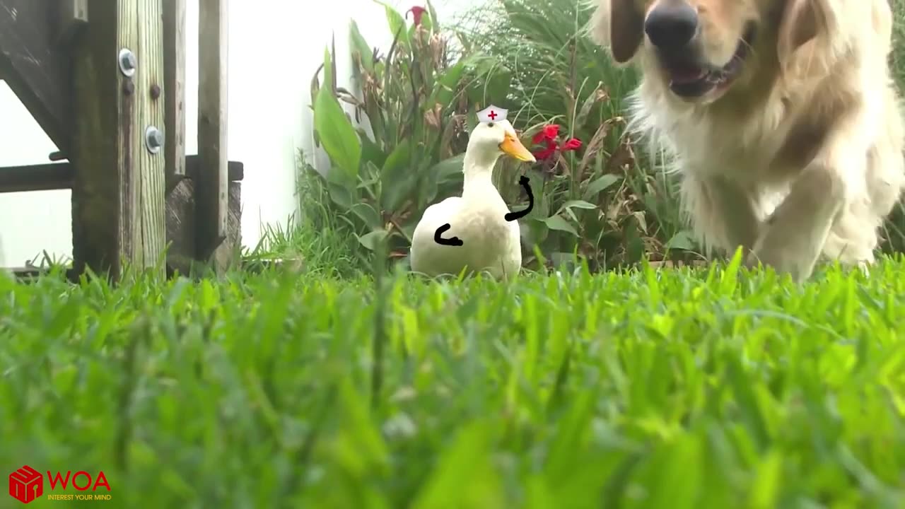 Funny Duck and Dog video