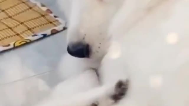 dogs lovers ! best video for dogs lovers
