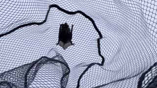 Catching a Bat Mid-Air with a Fishing Net