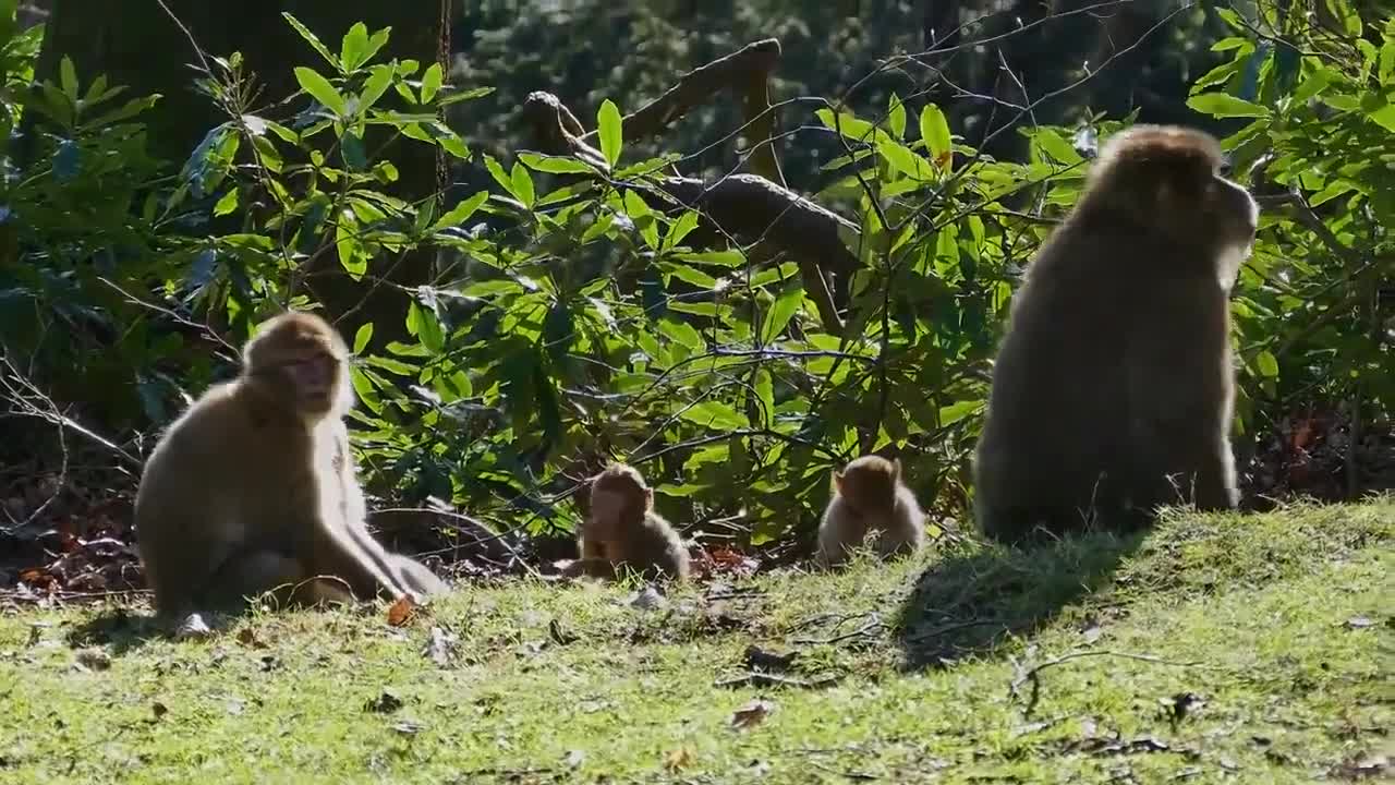 Funny Monkey (Playing)&(Eating Food)