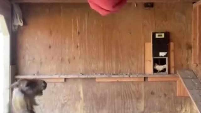 #animals #goat #funnyanimalvideos