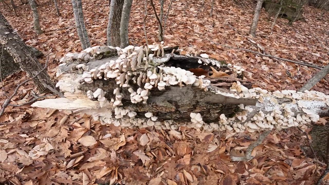 Mushrooms