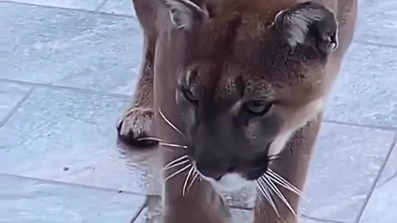 Domestic cat attack mountain lion 😳😨