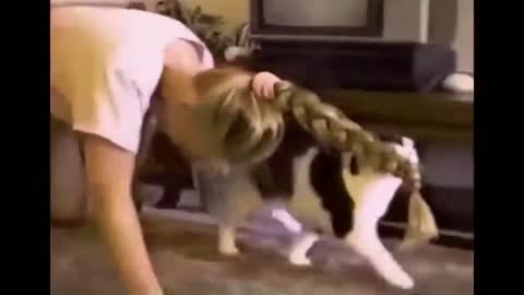 Try Not To Laugh CATS Compilation 2020