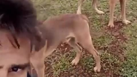 Funny animals video