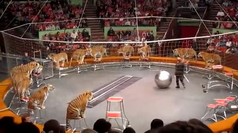 Circus tigers