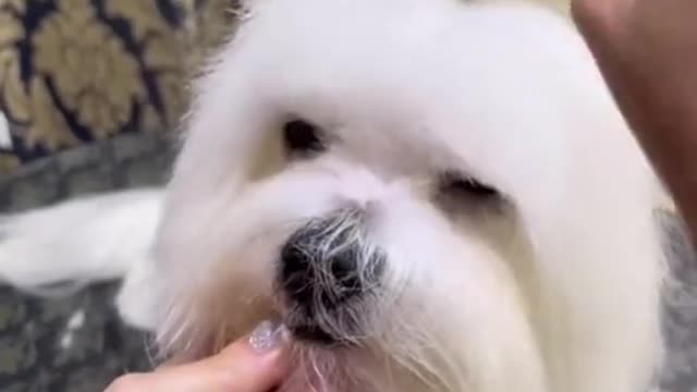 Trim your dog's hair