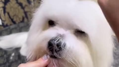 Trim your dog's hair