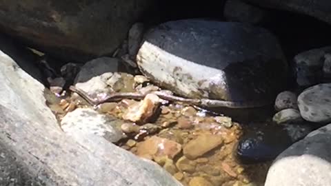 Two Snakes Fight Over A Fish