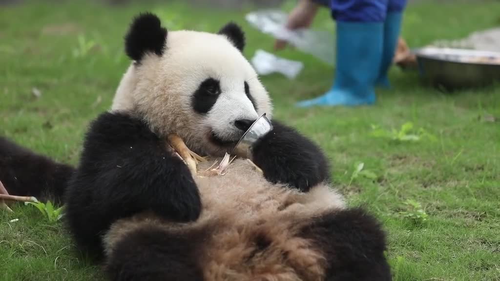 The lovely giant panda