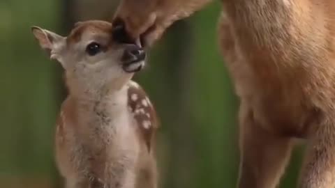 Deer Family💓 #motherslove #wildlife #deerhunting #deer #animals