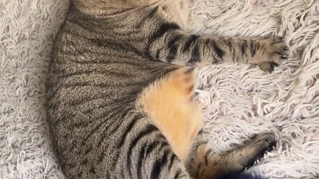 Cute Cats Playing #67