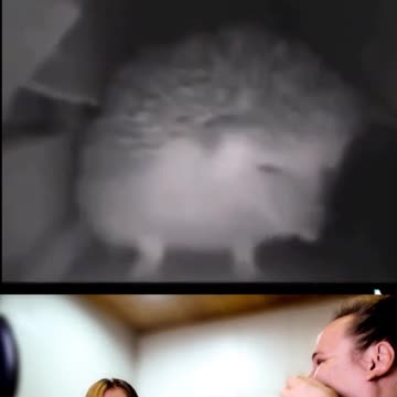 Bless you ceiling dwelling hedgehog ❤😂❤ #short #shorts #funny