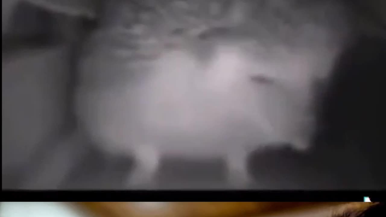 Bless you ceiling dwelling hedgehog ❤😂❤ #short #shorts #funny