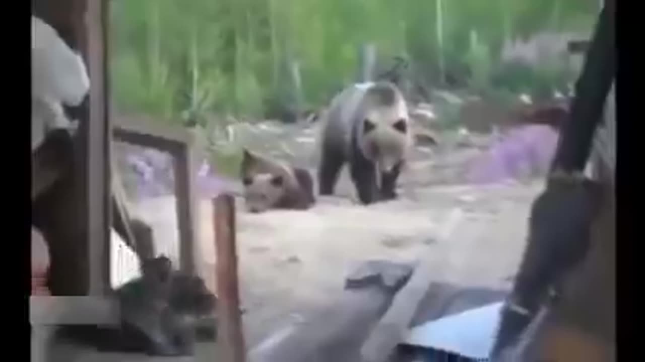 Three workers record their last moments before being killed by a brown bear.
