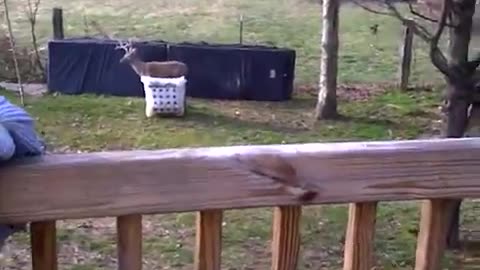 BowTech, Parker, and Bear Bows