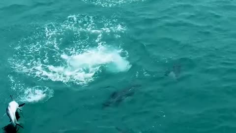 Ocean life 🧬 dolphins 💖 🐬