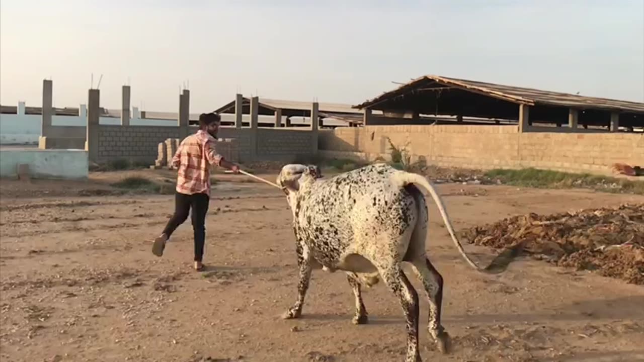 Janwar masha Allah