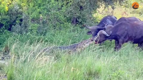 Buffalo Eating