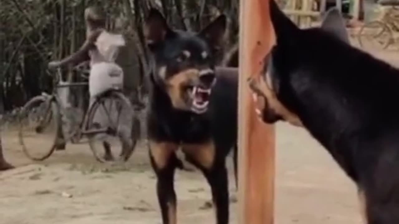 Funny Dog Barks at His Own Reflection in the Mirror