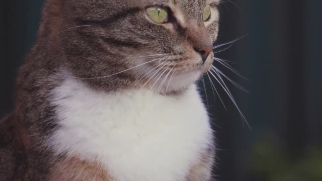 Cute Cat Yawning