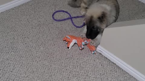 Pixie's 1st Day With Drew - Caucasian Ovcharka Dog - Caucasian Shepherd