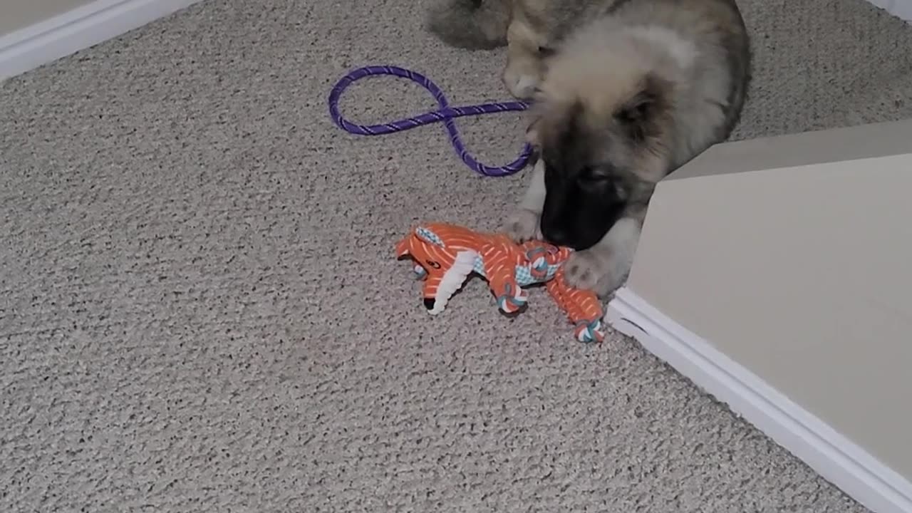 Pixie's 1st Day With Drew - Caucasian Ovcharka Dog - Caucasian Shepherd