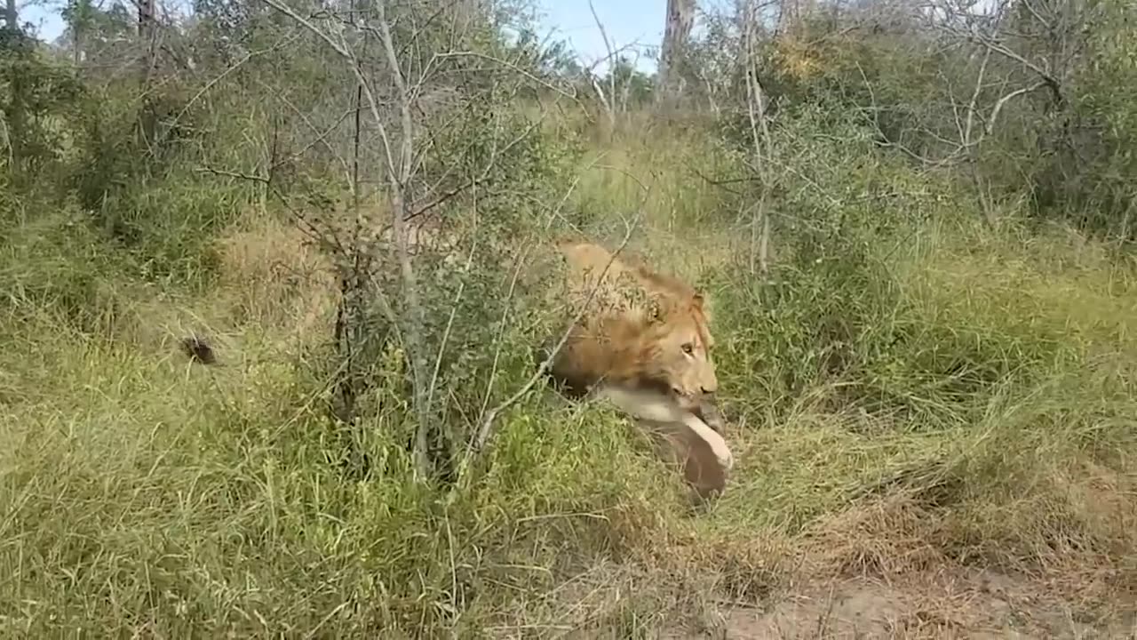 Mother Buffalo Takes Down Lion With Surprising Ease To Save His Baby - Dingo vs Kangaroo