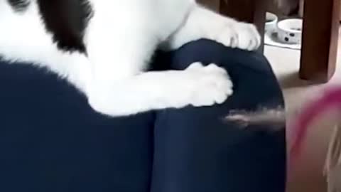 This cat's reaction is EVERYTHING! 😹🤣💕