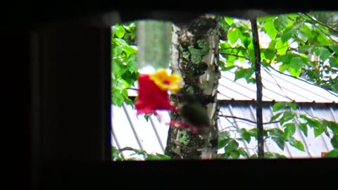 Hummingbird