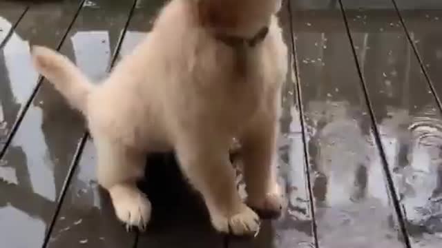 I'm gonna get them all..🐶🌧️ 😍