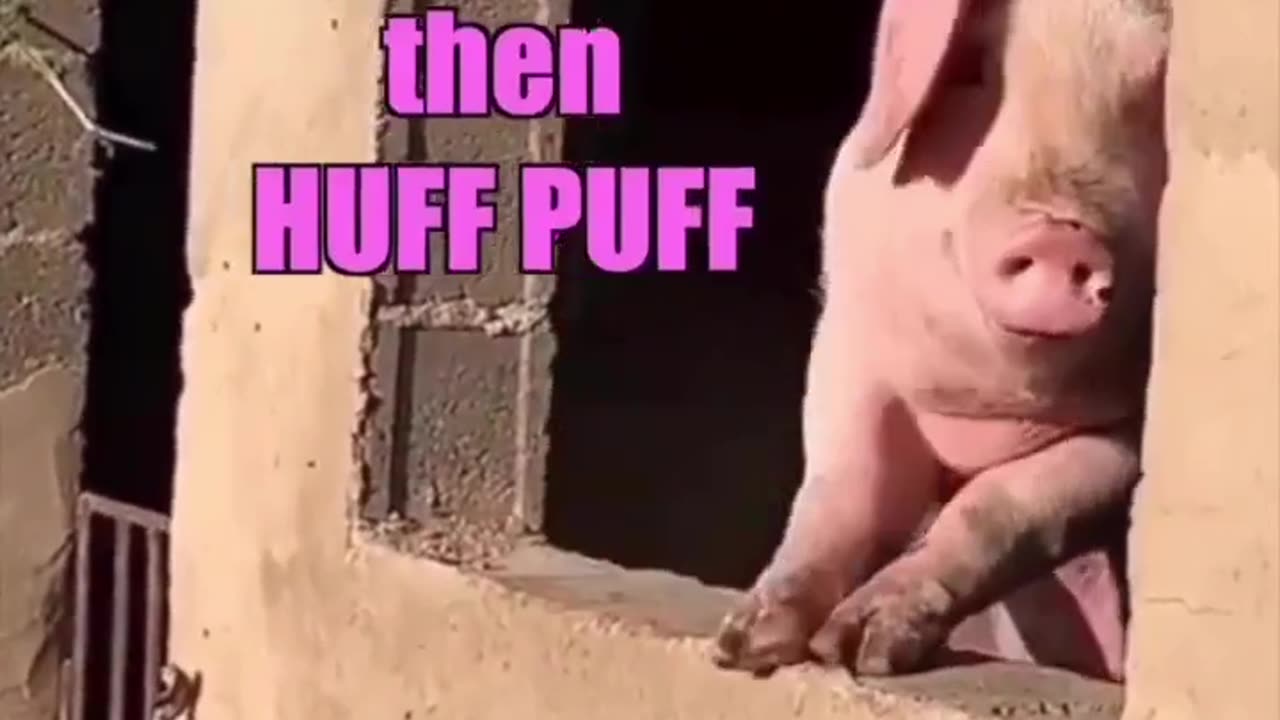 Funny pig