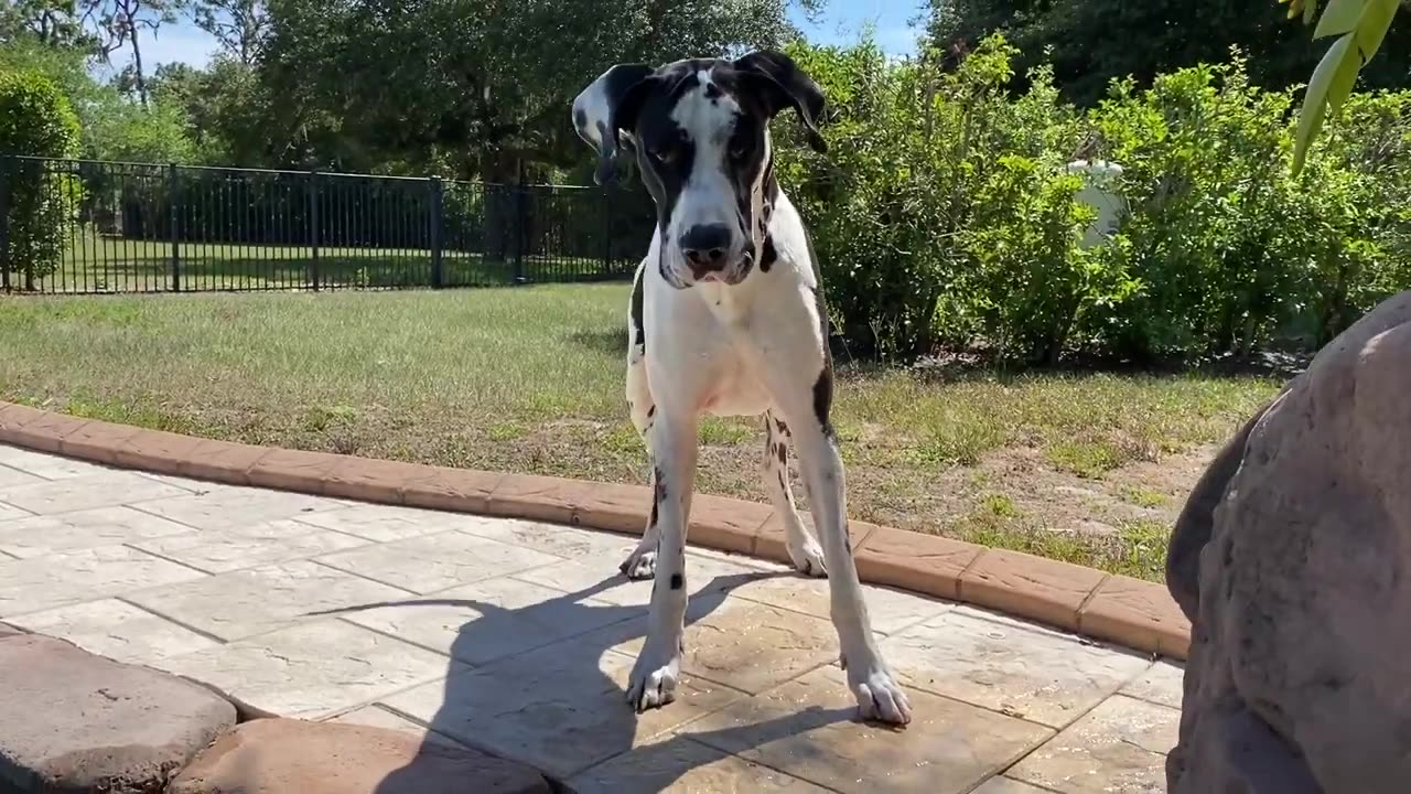 Funny Great Dane And GSP Pointer Enjoy Splashing And Dashing Pool Fun