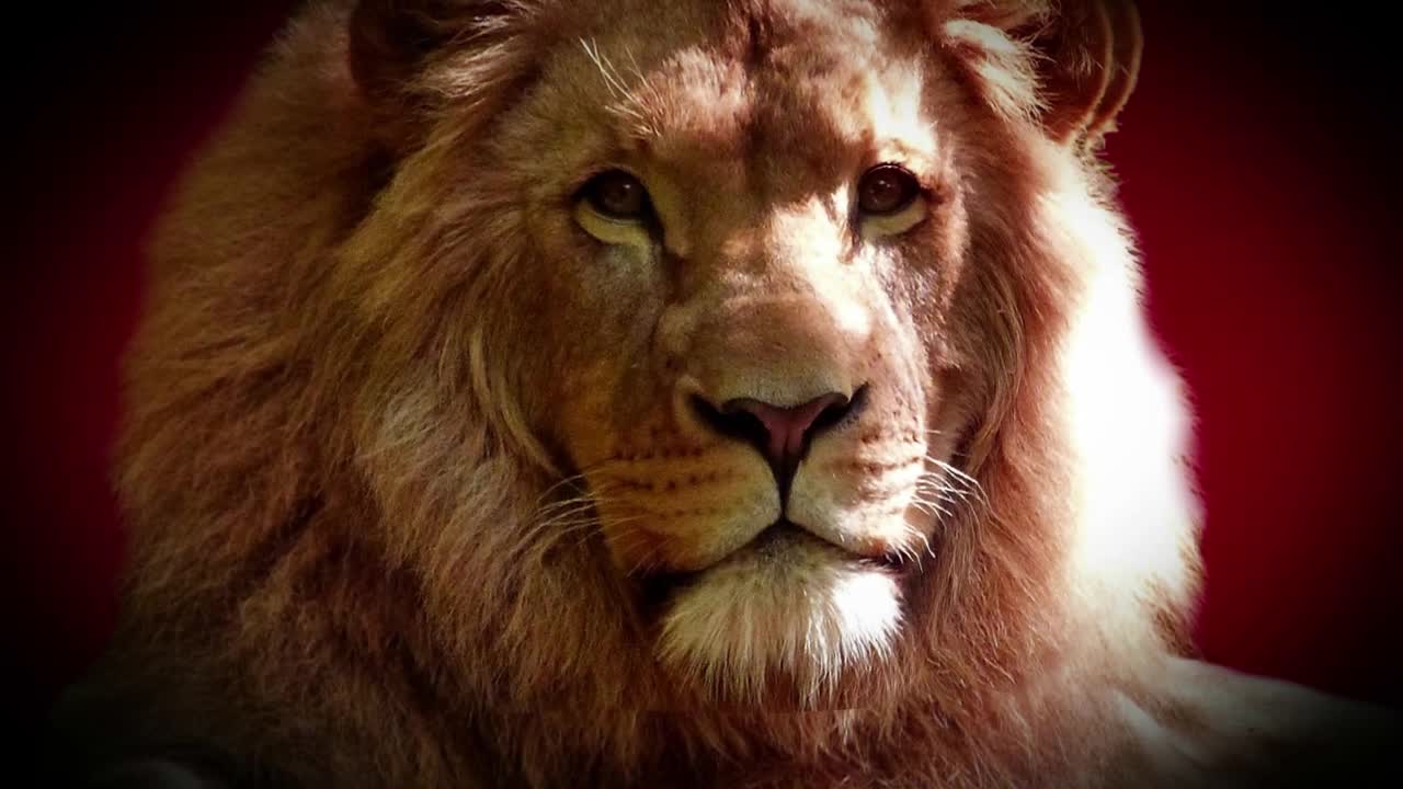 The lion, the king of the jungle, is the most powerful animal