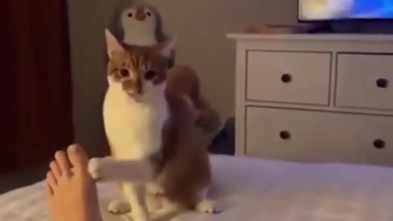 Funny Animals Shorts Compilation😂😂😂Ep 316 #funnyshorts #cat #failarmyanimals #catfunny #funny