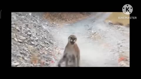 Best animal video scene