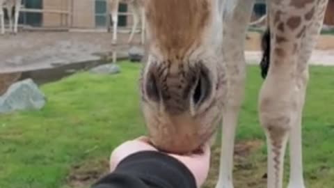 Hand Feeding A Giraffe