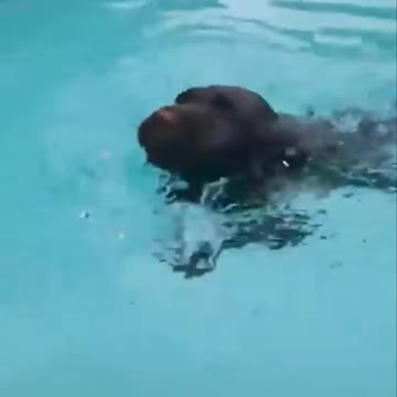Puppy learning to swim