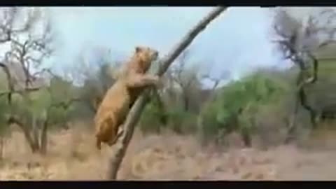 Best Funny Lion Attack Ever 😶👁️