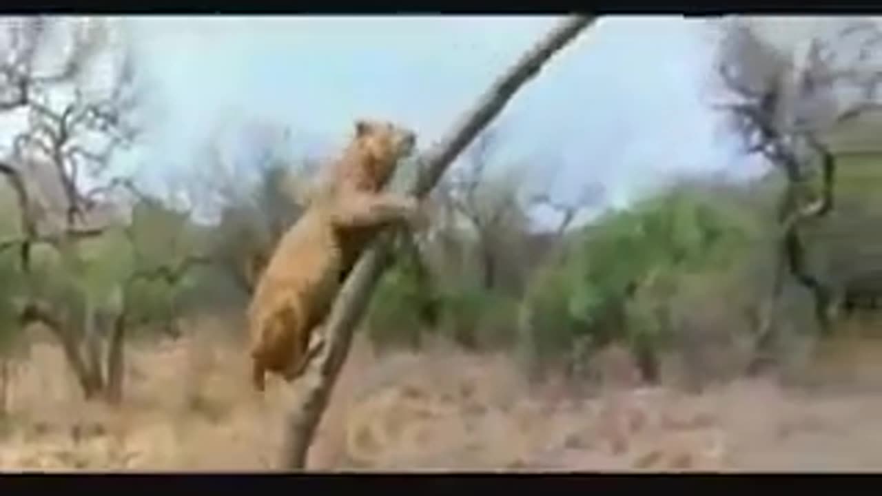 Best Funny Lion Attack Ever πΆποΈ