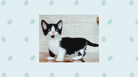 8 Munchkin cat breeds