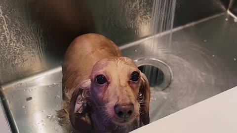 When you roll in ur own shit so you get a sink bath