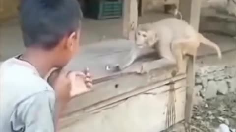 Man vs Monkey . Animel funny video | Shakib27 |