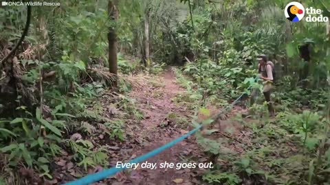 Baby Jaguar Rescued From Life As A Pet _ The Dodo