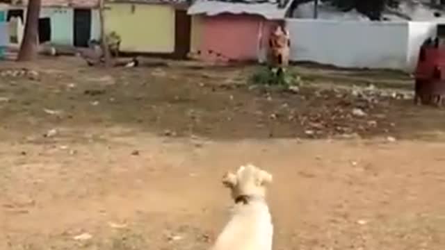 Dog playing with baloon