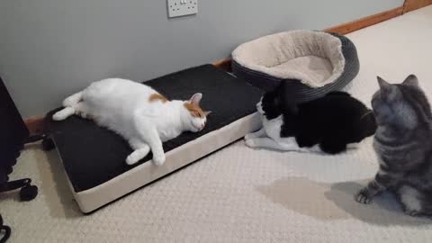 Cat Pounces On Sleeping Cat