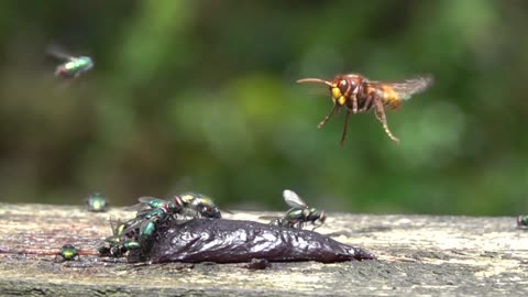 Hornet Hunts And Catches Carrion Fly